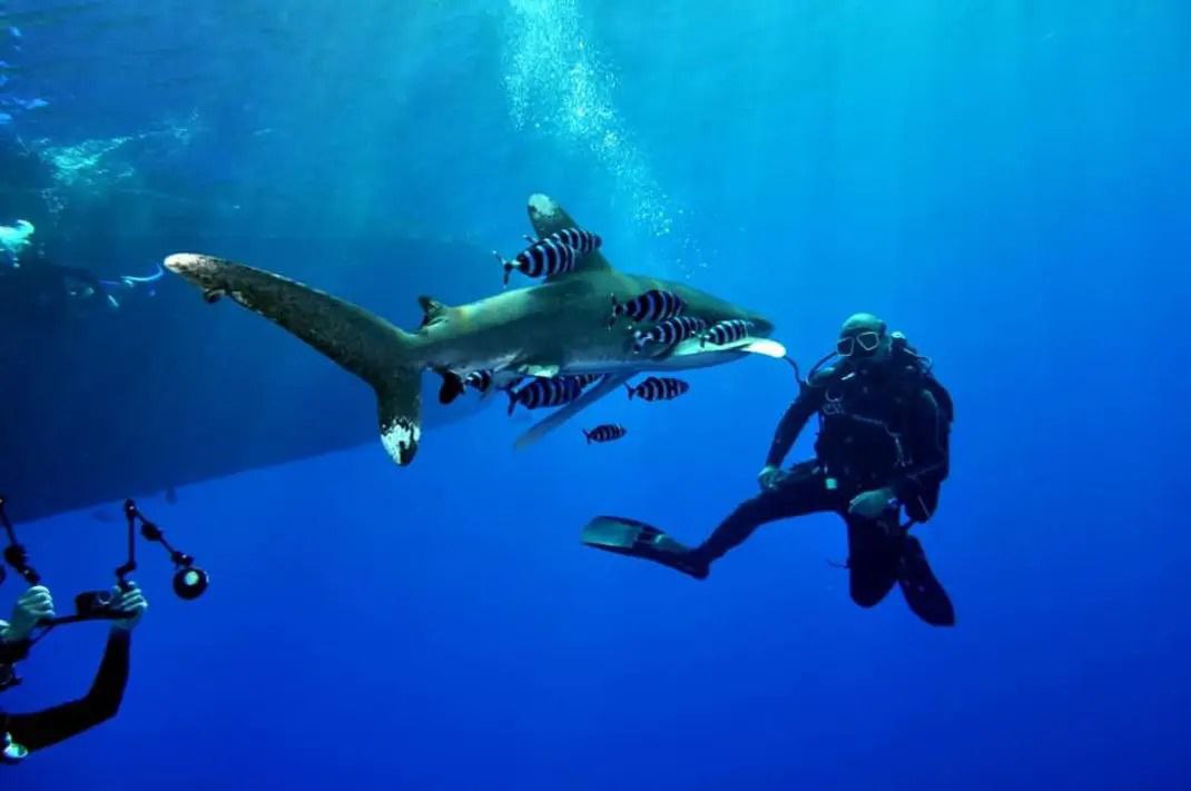 Taucher neben Hai mit Lotsenfischen